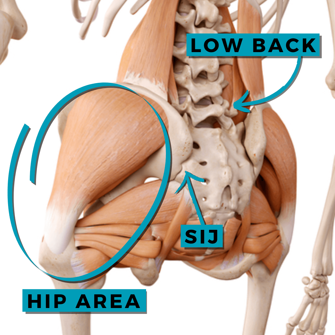 The Role of Decreased Hip Mobility in Low Back Pain Laguna